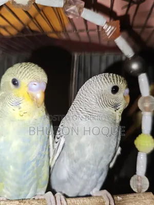 Budgie Baby