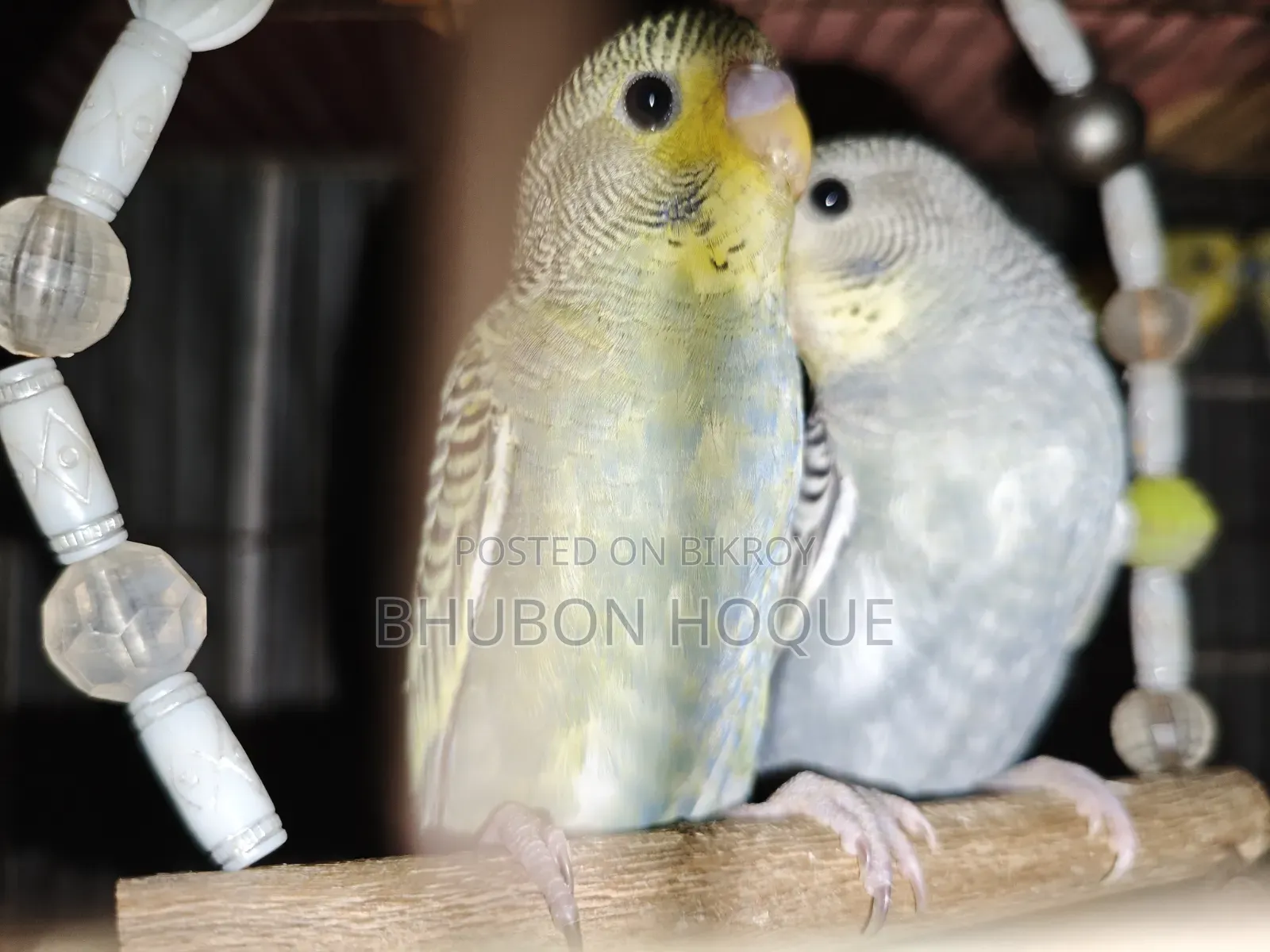 Budgie Baby