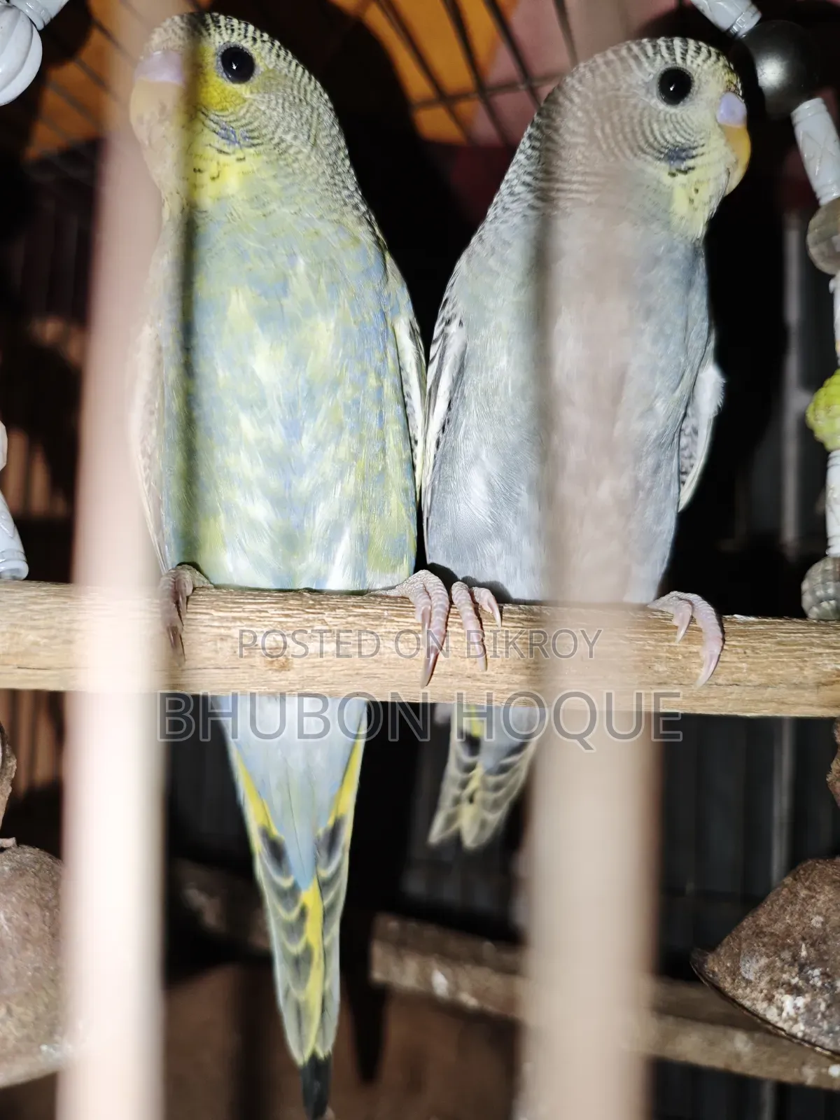 Budgie Baby