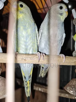 Budgie Baby