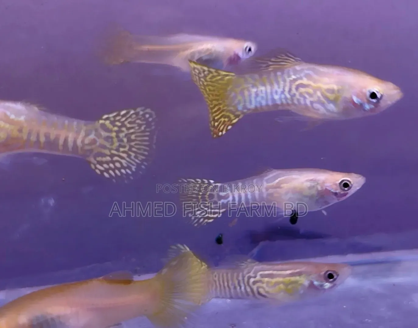 Yellow Snake Guppy