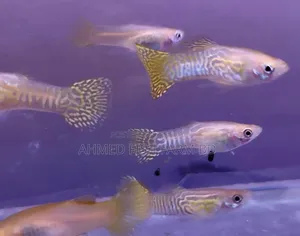 Yellow Snake Guppy