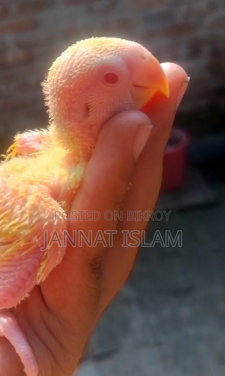 লুটিনো লাভ বার্ড