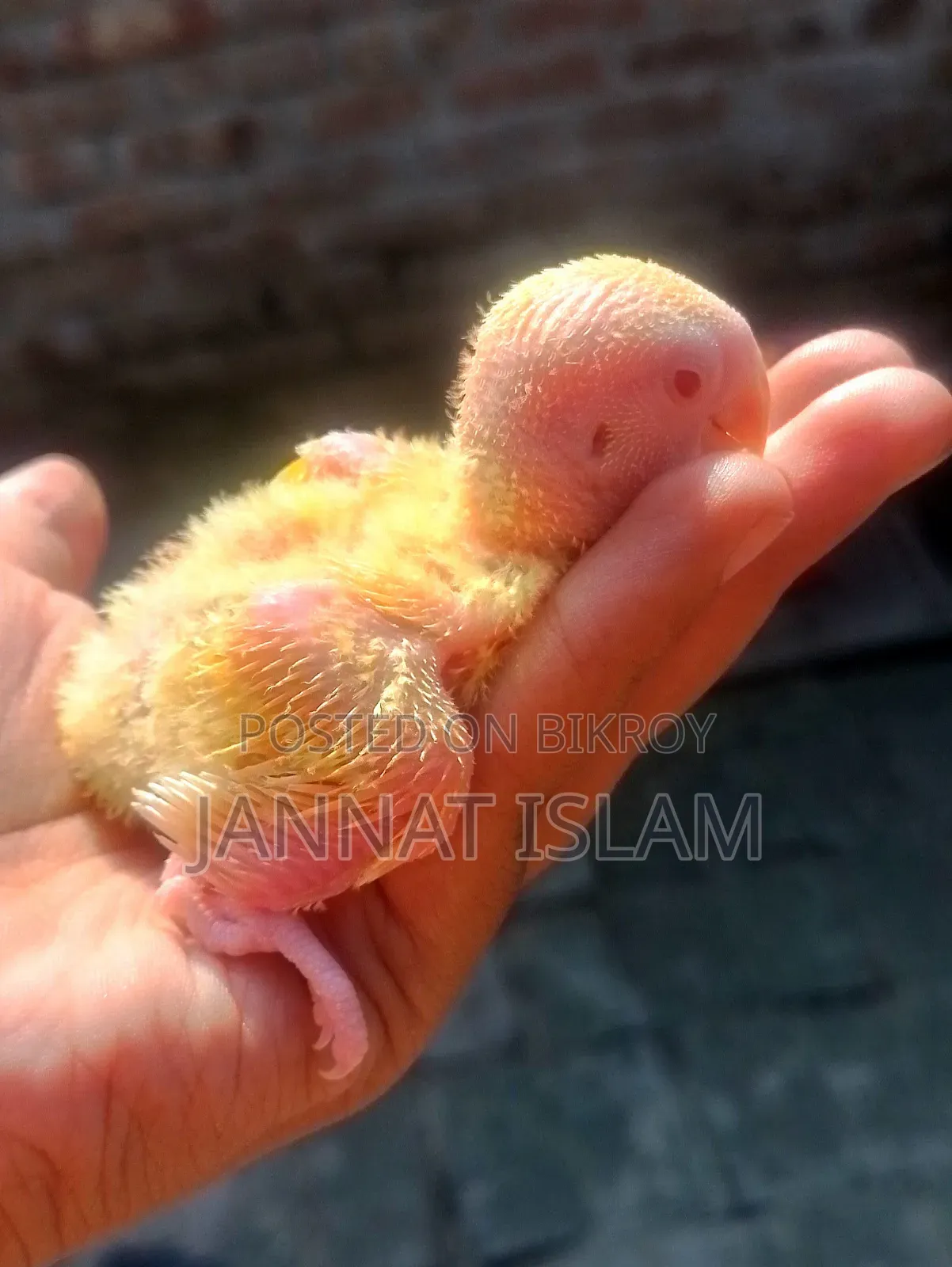 লুটিনো লাভ বার্ড