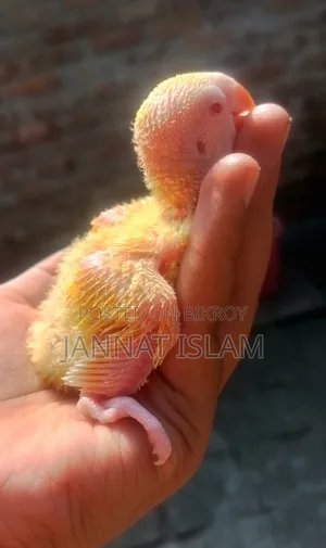 লুটিনো লাভ বার্ড