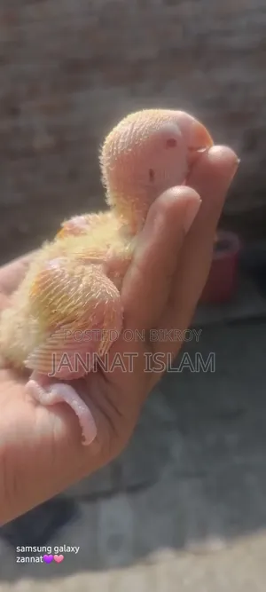 লুটিনো লাভ বার্ড