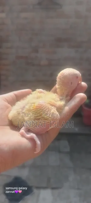 লুটিনো লাভ বার্ড