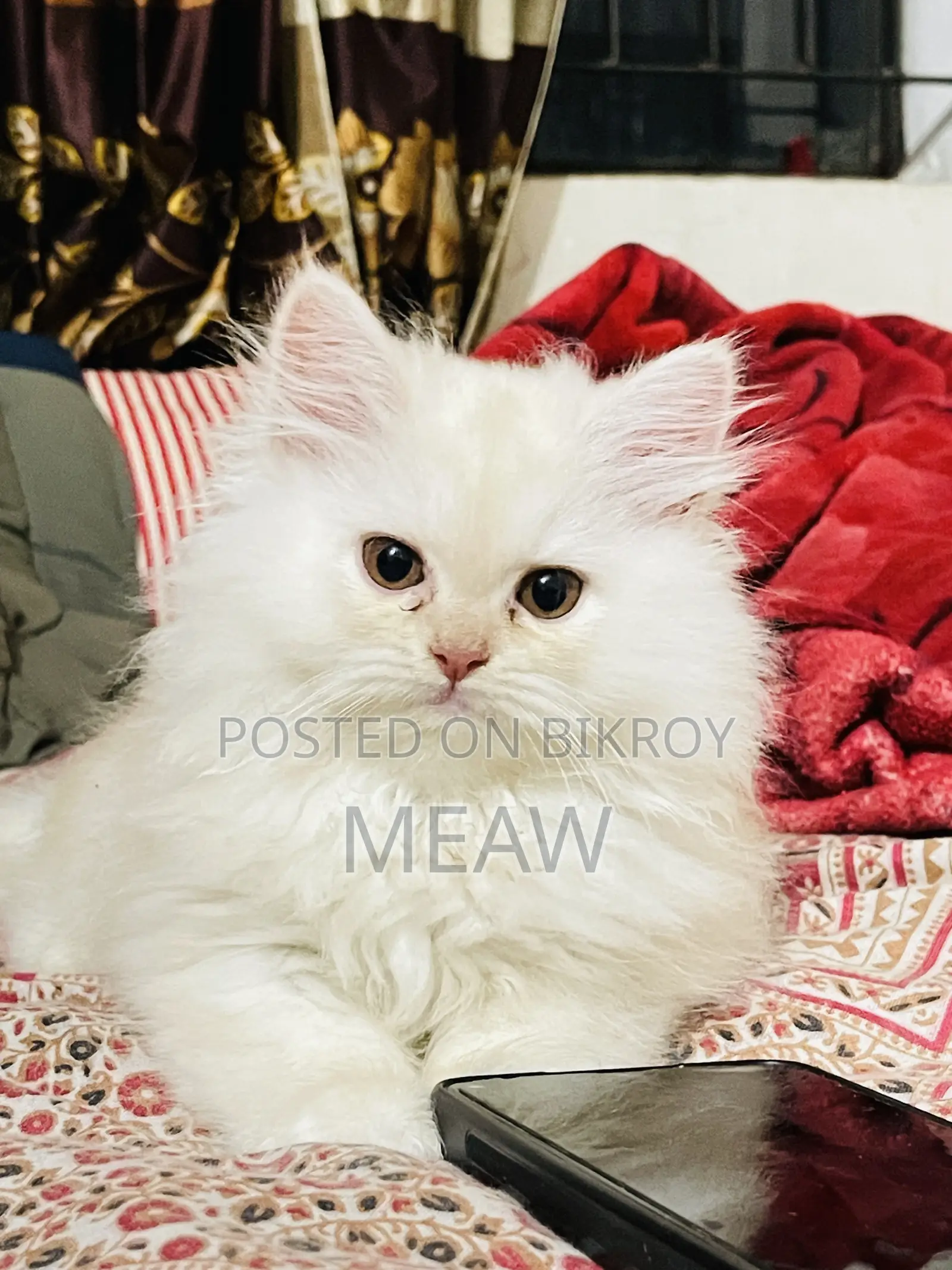 1-3 Months Male Purebred Persian