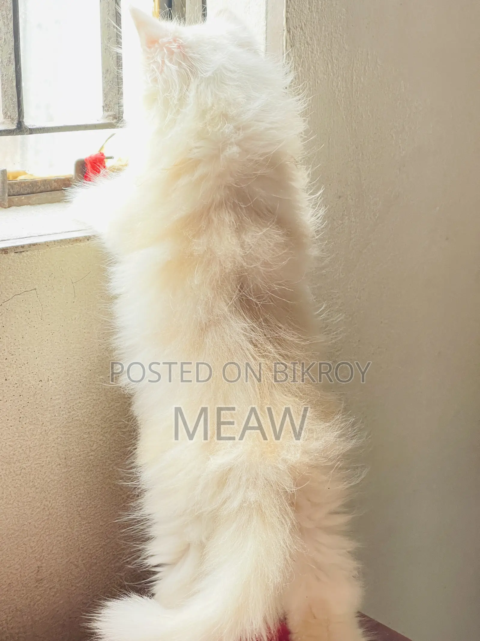1-3 Months Male Purebred Persian