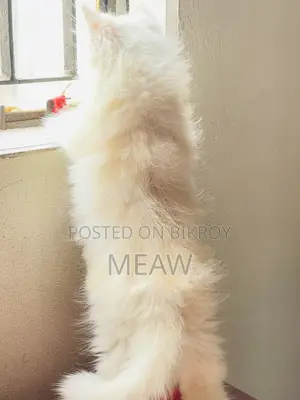1-3 Months Male Purebred Persian