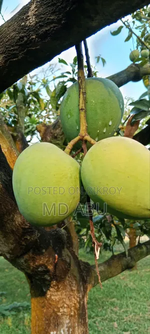 Hari Bhanga Mango