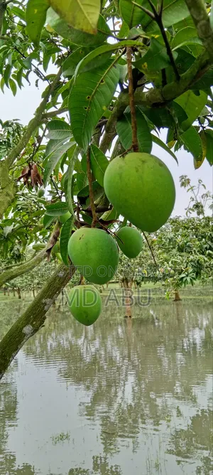 Hari Bhanga Mango