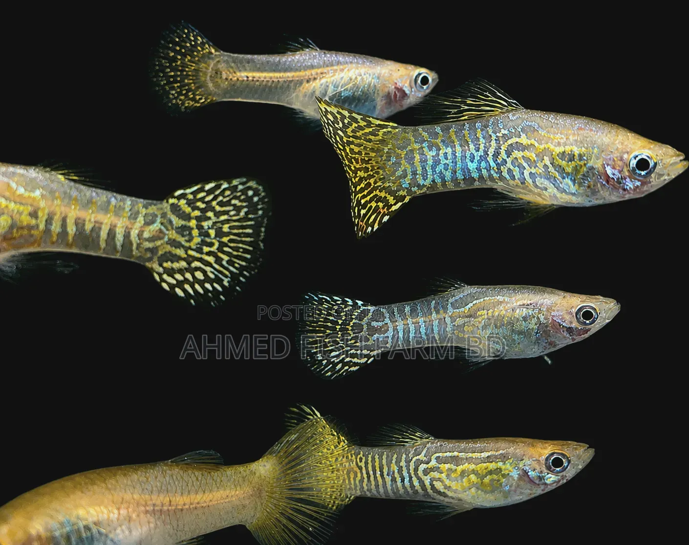 Yellow Snake Guppy