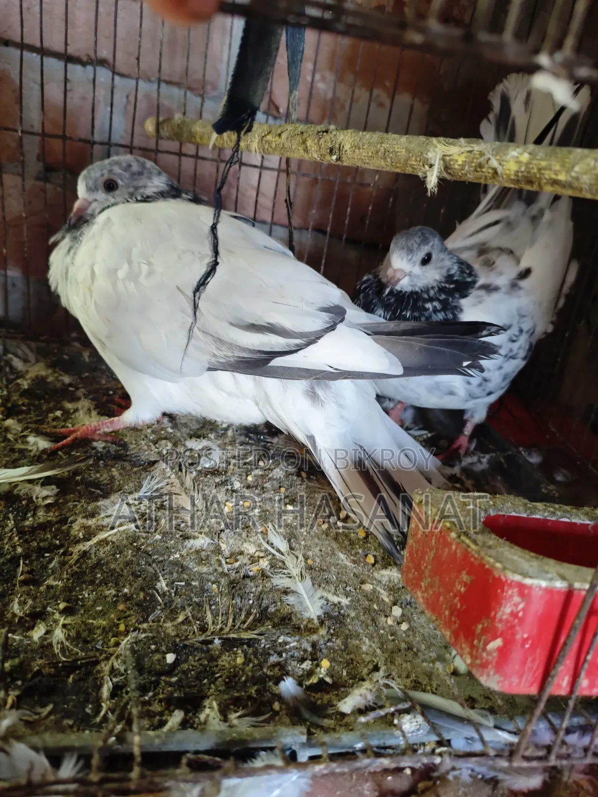 Giribaz Pigeon for Sale