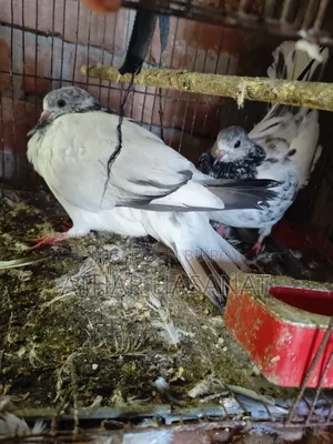 Giribaz Pigeon for Sale