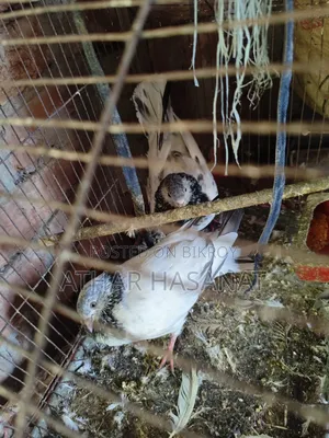 Giribaz Pigeon for Sale