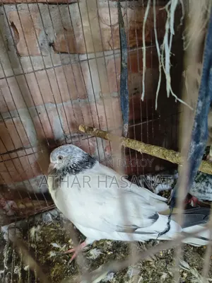 Giribaz Pigeon for Sale