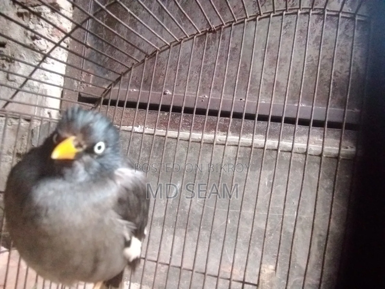 কথা বলা শালিক পাখি