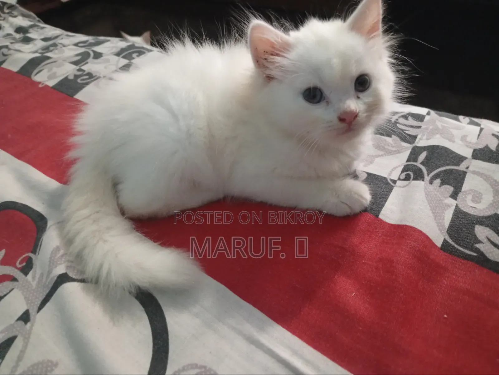 1-3 Months Male Purebred Persian