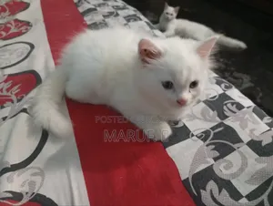 1-3 Months Male Purebred Persian