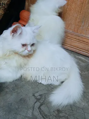 1-3 months Female Purebred Persian