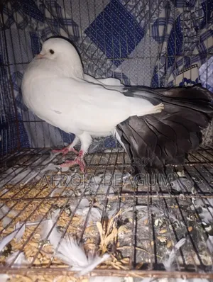 ইংলিশ ফান্টেইল অপরাজিতা নর কবুতর