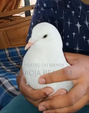 ইংলিশ ফান্টেইল অপরাজিতা নর কবুতর