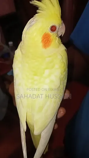 হেভি পার্ল সেলফ ফিড বেবি