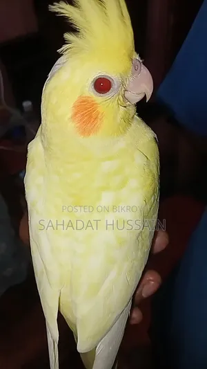 হেভি পার্ল সেলফ ফিড বেবি