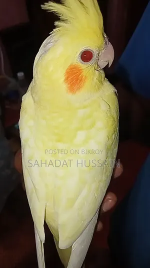 হেভি পার্ল সেলফ ফিড বেবি
