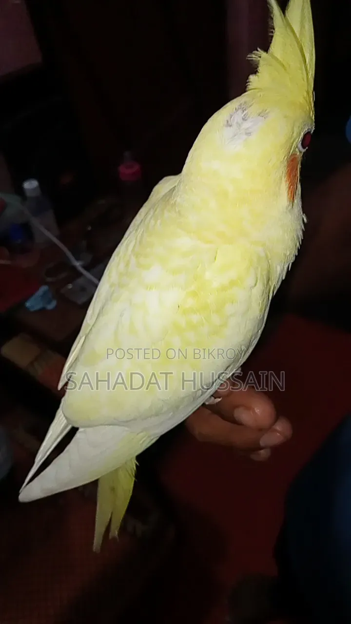 হেভি পার্ল সেলফ ফিড বেবি