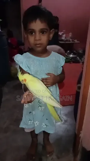 হেভি পার্ল সেলফ ফিড বেবি