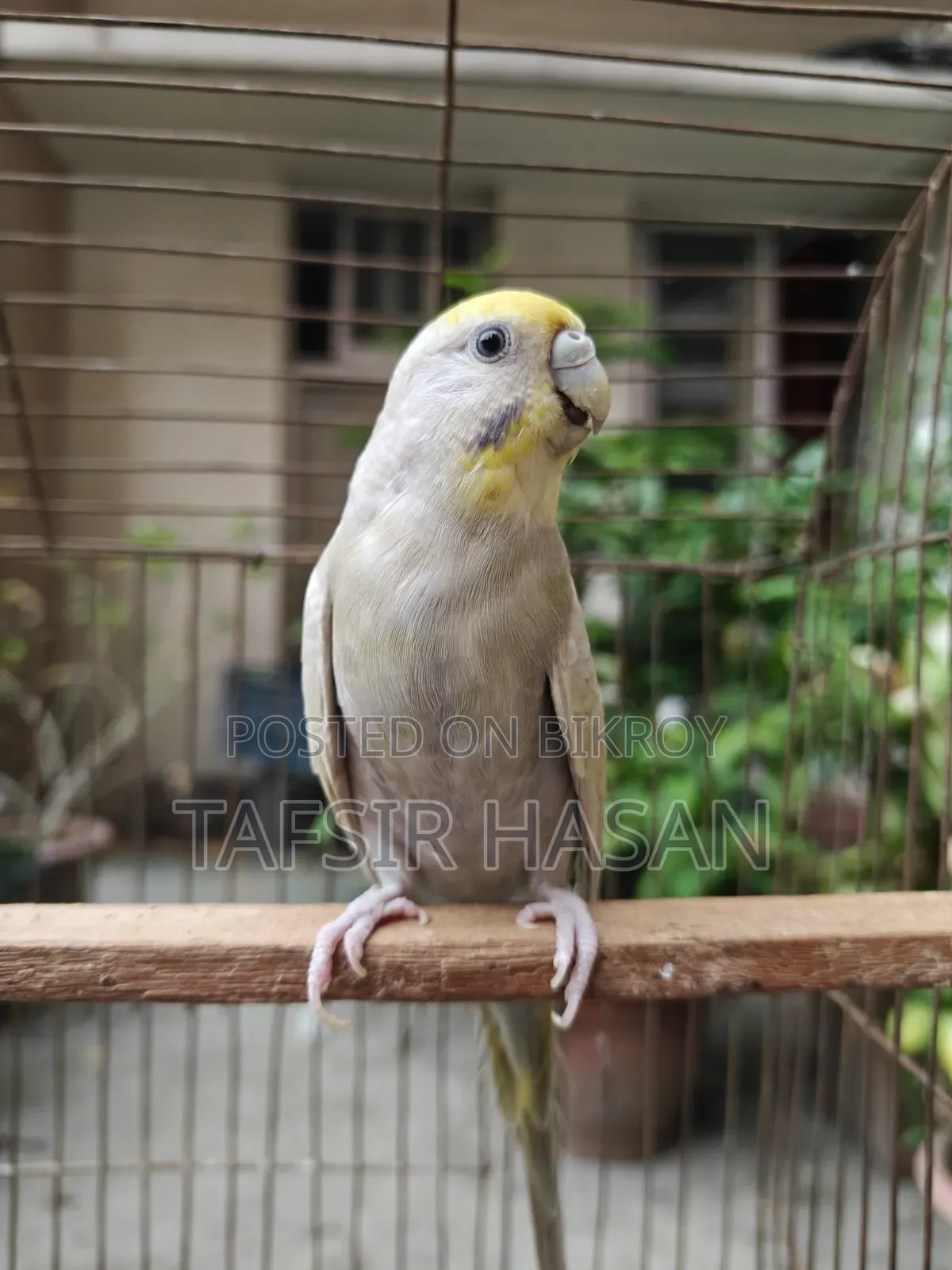 Sf Yf Sf Mauve Dilute Running Female