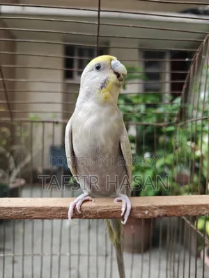 Sf Yf Sf Mauve Dilute Running Female