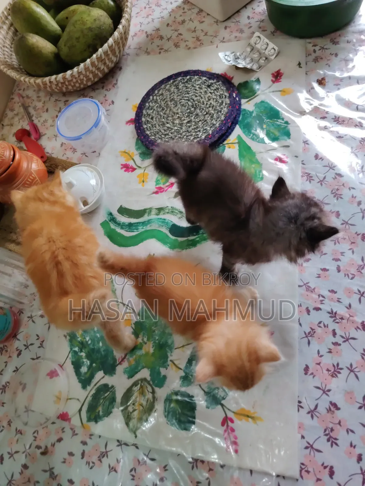 1-3 Months Male Purebred Persian
