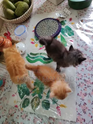 ১-৩ মাস বয়সী পুরুষ বিশুদ্ধ পার্সিয়ান বিড়াল