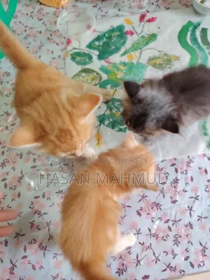 1-3 Months Male Purebred Persian