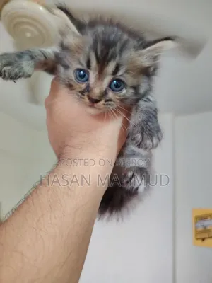 1-3 Months Male Purebred Persian