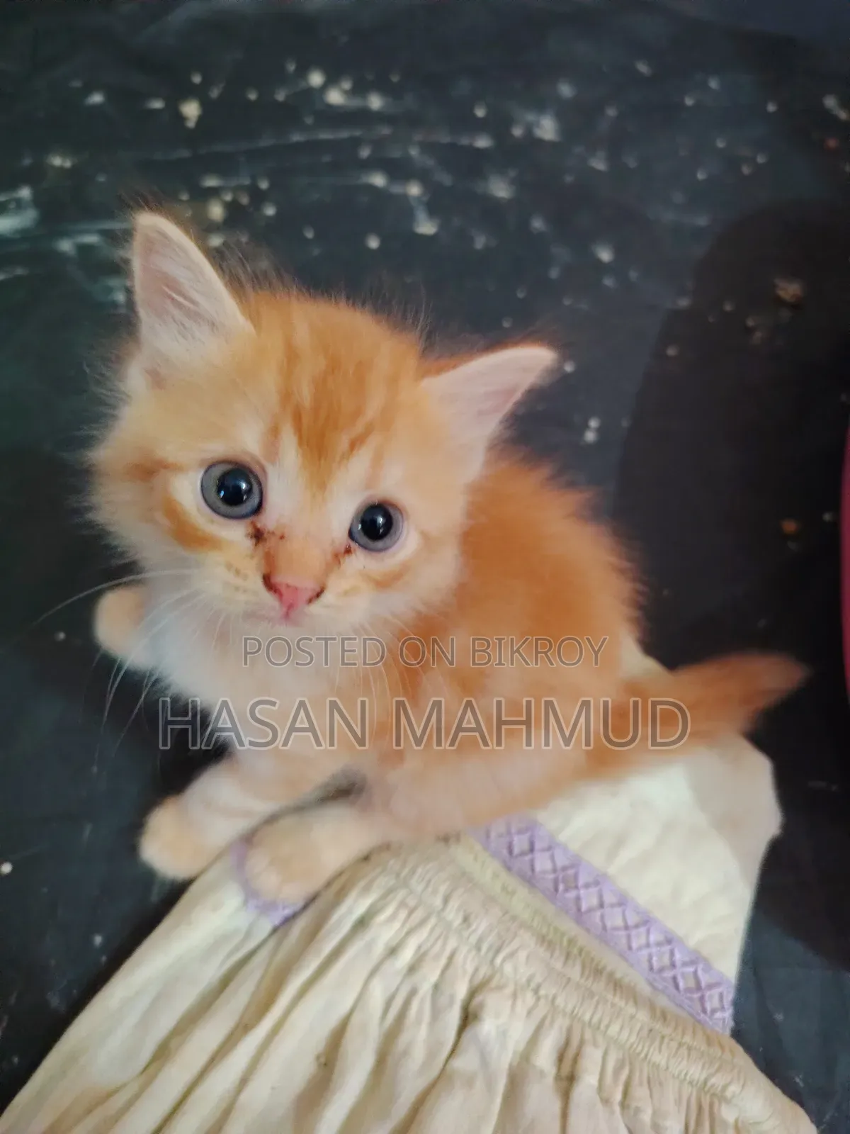 1-3 Months Male Purebred Persian
