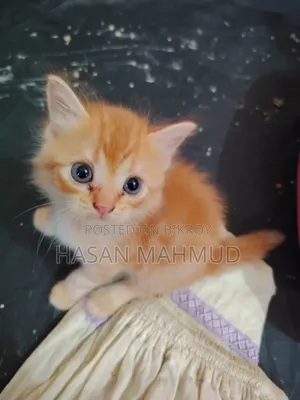 1-3 Months Male Purebred Persian