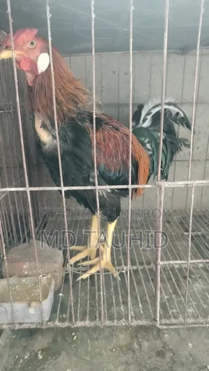 Fighter Rooster
