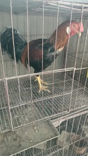 Fighter Rooster