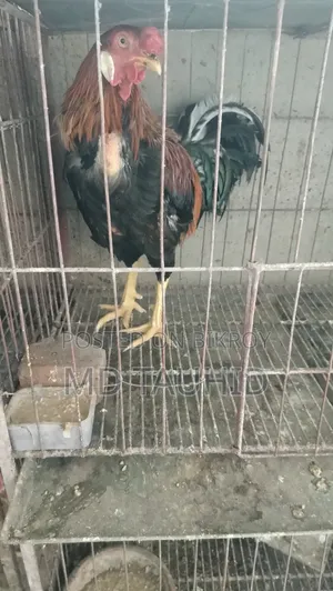 Fighter Rooster