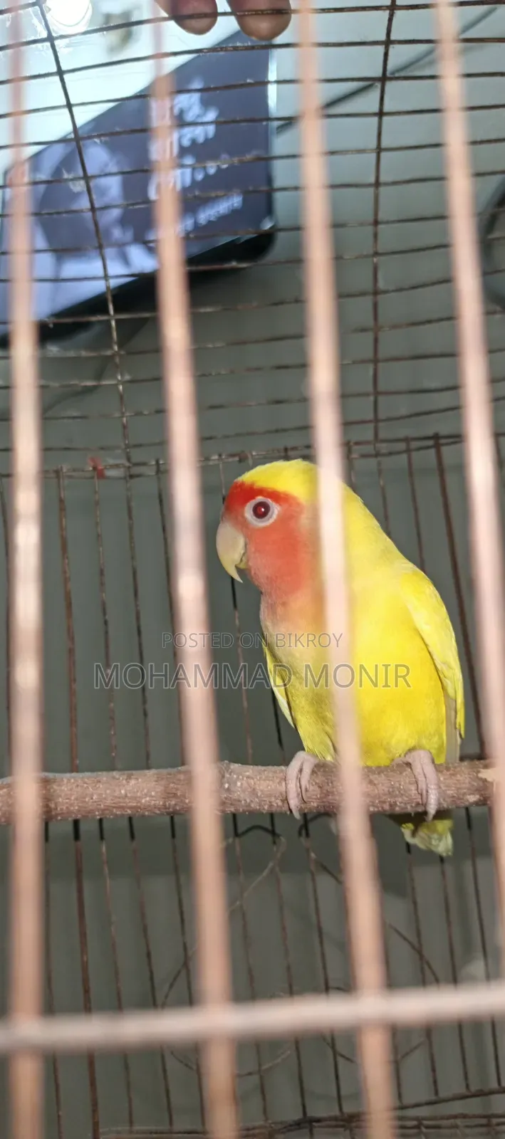 Decino Opaline Love Bird