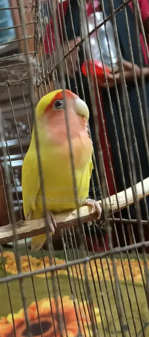 Decino Opaline Love Bird