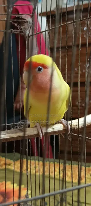 Decino Opaline Love Bird