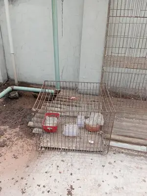 Pigeon and Bird Cage