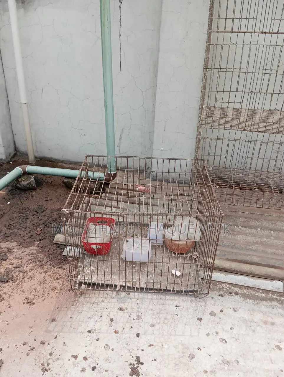 Pigeon and Bird Cage