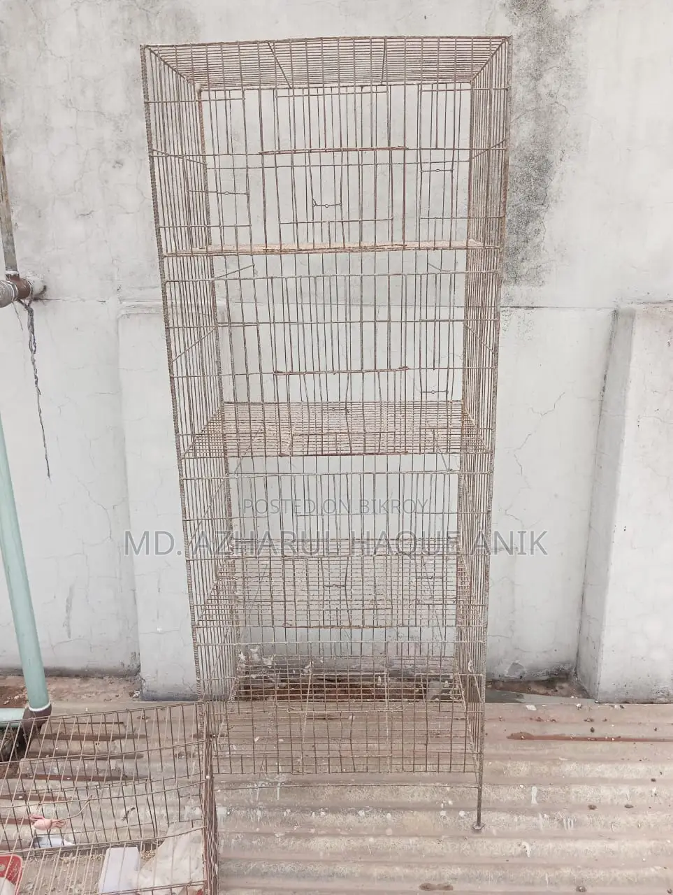 Pigeon and Bird Cage