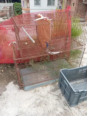Pigeon and Bird Cage